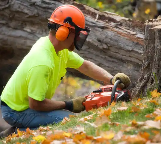 tree services Bohemia